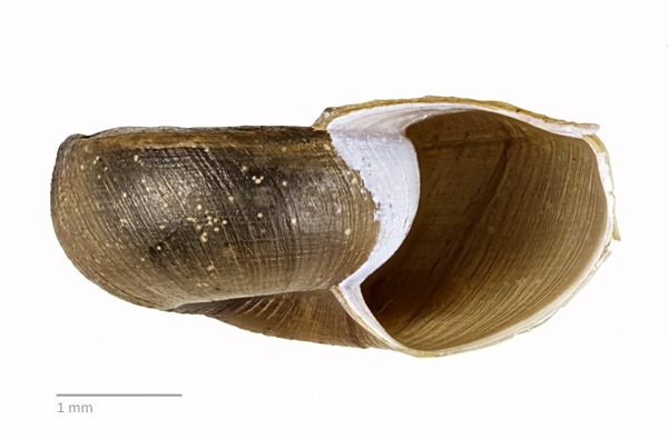 Photo of Menetus opercularis by Ian Gardiner